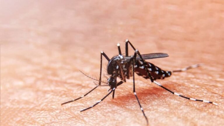 Em Sergipe, seis municípios têm alto índice de infestação do Aedes aegypti