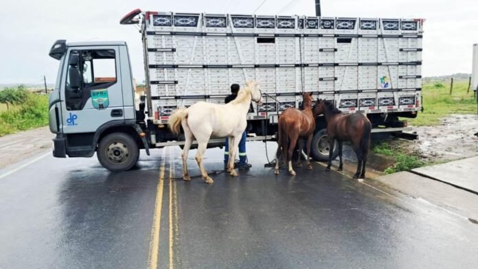 Dez cavalos são recolhidos nas rodovias estaduais pela Operação Boiadeiro
