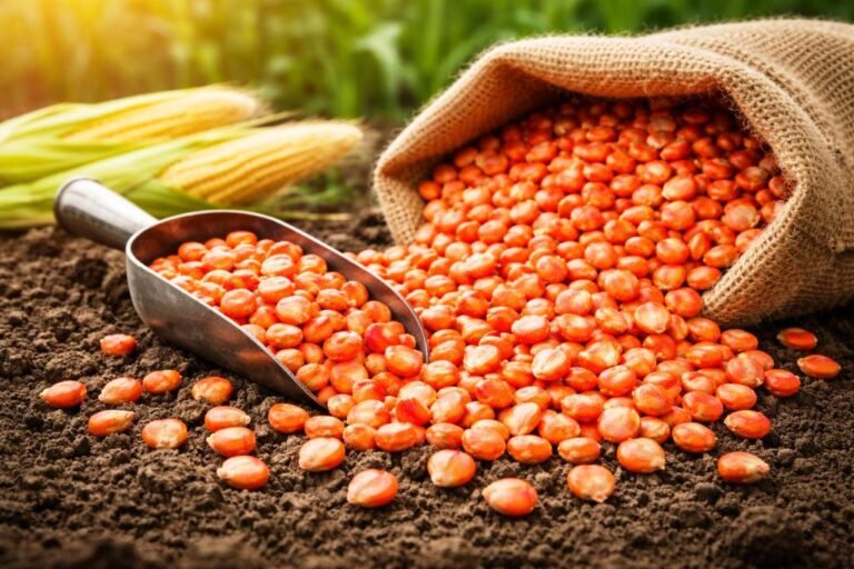 Distribuição de sementes impulsiona agricultura familiar em Laranjeiras e amplia expectativa de safra